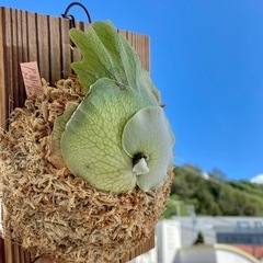 【観葉植物】 ビカクシダ　P. Mickey's #1 の画像