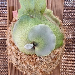 【観葉植物】 ビカクシダ　P. Mickey's #1 の画像
