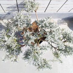 ❤️🌱ラベンダー(グロッソ)🌱❤️ハーブの苗・ガーデニング・園芸・植物・花・栽培・緑の画像