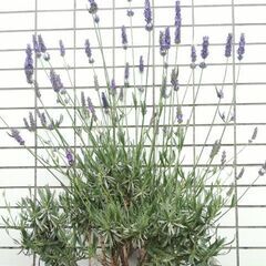 ❤️🌱ラベンダー(グロッソ)🌱❤️ハーブの苗・ガーデニング・園芸・植物・花・栽培・緑の画像