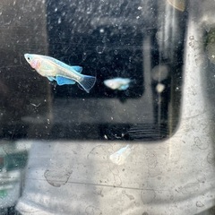 エンゼルの画像