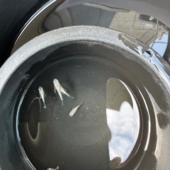 エンゼルの画像
