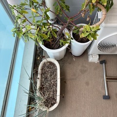 鉢植えセットの画像