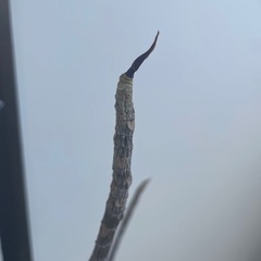 冊子、植物の画像