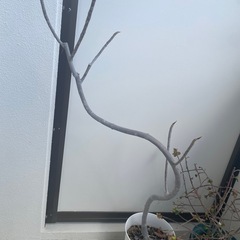 冊子、植物の画像