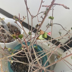 冊子、植物の画像