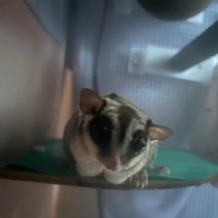 フクロモモンガ　女の子5才　