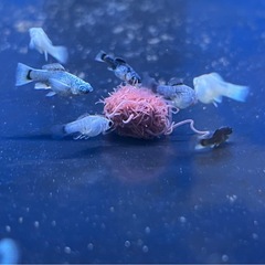 食いつき抜群！活きイトメ（イトミミズ）の画像