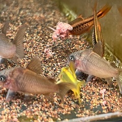 食いつき抜群！活きイトメ（イトミミズ）の画像