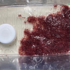 食いつき抜群！活きイトメ（イトミミズ）の画像