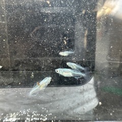 水色桔梗の画像