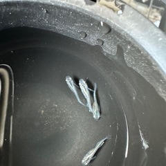 水色桔梗の画像