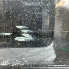 水色桔梗の画像