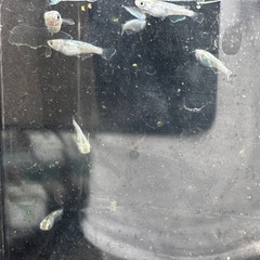 サボテンの画像