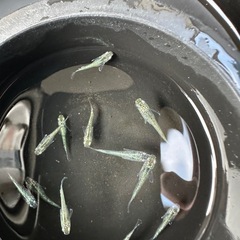 サボテンの画像