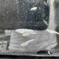 サボテンの画像