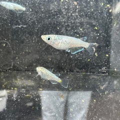 サボテンの画像
