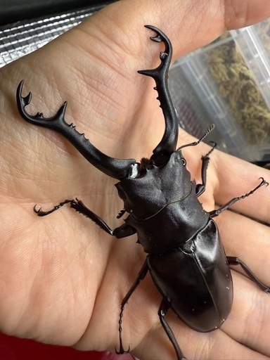 (売切れ)(希少)ギラファノコギリクワガタ 原名亜種 成虫ペア