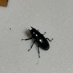 ウエストウッディオオシカクワガタ原名亜種　成虫ペアの画像