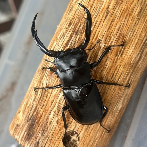 ウエストウッディオオシカクワガタ原名亜種　成虫ペア