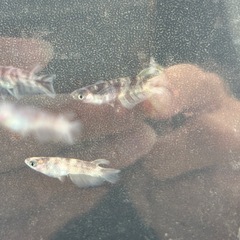 メダカ　扇墨の画像