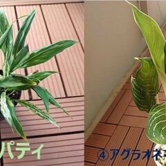 観葉植物いろいろ（100円～）| フィロデンドロン、モンステラ、アロカシア類の画像