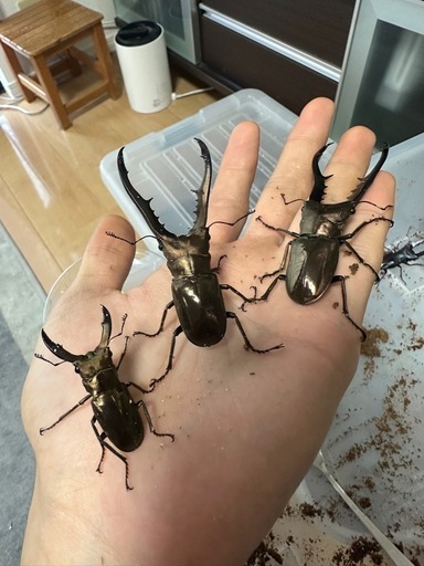 メタリフェルホソアカクワガタ95mmペア