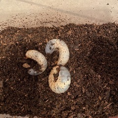 カブトムシの幼虫の画像