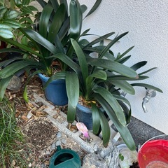 植物　植木鉢　色々　たくさんの画像
