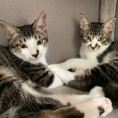 元気いっぱいで甘えん坊♡キジ白子猫兄弟♂