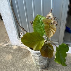 ウンベラータ　の画像