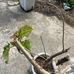 ウンベラータ　の画像