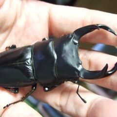佐賀県産オオクワガタ ♂77.7ミリ ♀50.4ミリ ペアの画像