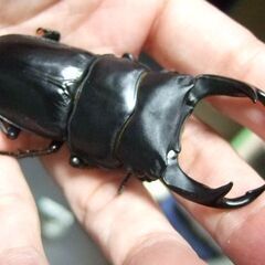佐賀県産オオクワガタ ♂77.7ミリ ♀50.4ミリ ペアの画像