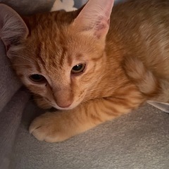 茶トラ・パンダの子猫