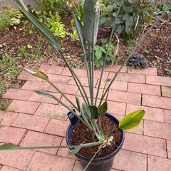 無料　観葉植物　ストレチア　ユウケアの画像