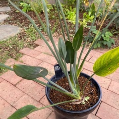 無料　観葉植物　ストレチア　ユウケアの画像