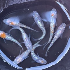 孫心めだか　ラメ　オス7メス1 の画像