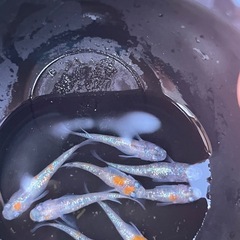 孫心めだか　ラメ　オス7メス1 の画像