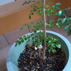 観葉植物　庭木　シマトネリコ　の画像