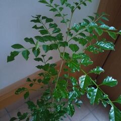 観葉植物　庭木　シマトネリコ　の画像