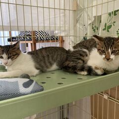 キジ白姉弟🐱　お転婆ランちゃん＆ビビりのカブくん🐾