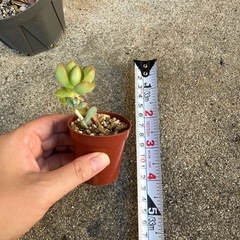 ①多肉植物まとめ売りの画像
