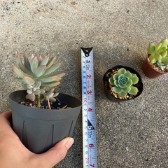 ①多肉植物まとめ売りの画像