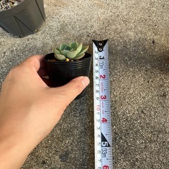 ①多肉植物まとめ売りの画像
