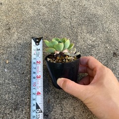 ②多肉植物まとめ売りの画像