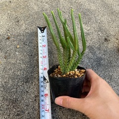 ②多肉植物まとめ売りの画像