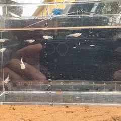 白出目ダルマ　10匹　メダカの画像