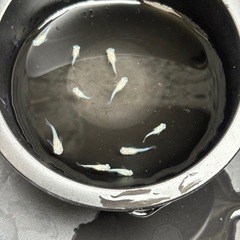 白出目ダルマ　10匹　メダカの画像