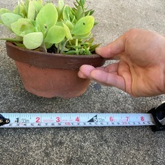 多肉植物の画像